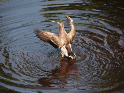 [Male in partial eclipse plumage stands in the water flapping its wings enough it creates a concentric ripples in the water. It's wings are slightly blurred from the movement. The full strip of dark blue is clearly visible on the near wing.]